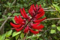 Flower stem of a Erythrina x bidwillii tree Royalty Free Stock Photo